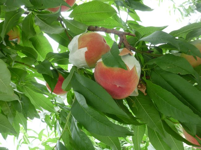 山梨県笛吹市にあるマルサフルーツへ桃狩りへ。<br />桃狩りは箱を購入し、そこへ詰めていく方式。<br />農園内での飲食はできませんでした。<br />現地で食べたいという方には、１人１０００円で桃の食べ放題を実施していました。<br />その他、お店では、桃のコンポートやジャムが売られていたり、またそれらを自ら作る体験等もありました。