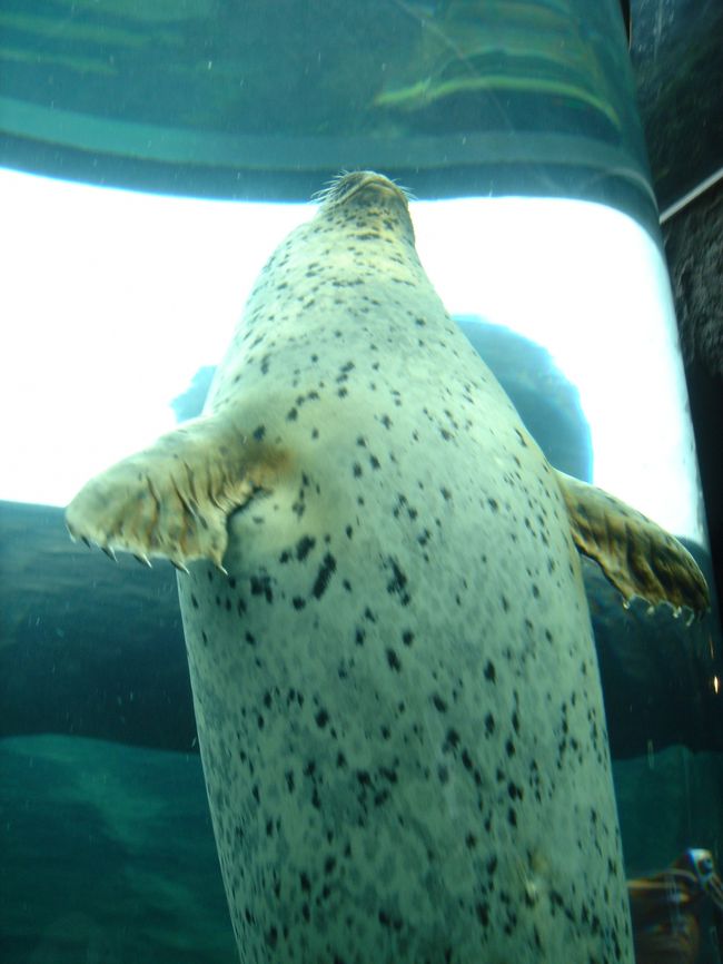 3度目の旭山動物園！<br />3度目にして初めて、円柱水槽を泳ぐアザラシを見ることができました！<br />三度目の正直です。<br /><br />旭山動物園は来るたびに進化していて<br />何度来ても楽しめます。