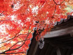 2013.11 見事な紅葉の永源寺