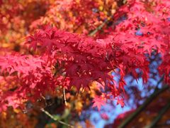 紅葉の京都　-日帰り旅-