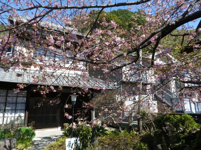 桜咲く 東伊豆河津の河津桜 河津温泉郷 今井浜 静岡県 の旅行記 ブログ By Kenichi291さん フォートラベル 桜咲く 東伊豆河津の河津桜 河津温泉郷 今井浜 静岡県 の旅行記 ブログ By Kenichi291さん フォートラベル