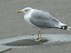 初めての北欧一人旅　ヘルシンキ　4日目、６日目から帰国まで