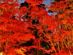 柏崎　松雲山荘 紅葉ライトアップのとき　☆日本庭園輝き増して