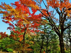 万博公園-2　日本庭園　（上代・中世・近世・現代の粋）　☆名木・紅葉の美