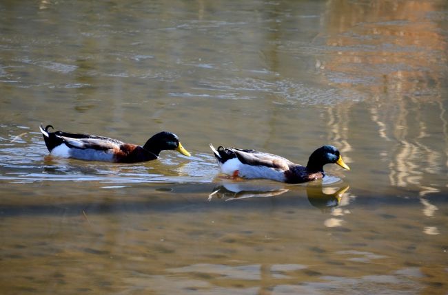 行程　<br />０７：４０浜松町〜栃木いちご狩り〜益子焼 つかもと（昼食）〜外池酒造〜大前神社〜道の駅にのみや(ショッピング)〜１８：００東京　<br /><br />はとバスで栃木に行ってきました。