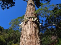 京都-1　由岐神社　鞍馬寺の鎮守社に参拝　☆御神木：大杉の樹齢約800年