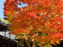 京都10　　鷹峰山/源光庵 　枯山水の庭園/錦秋　☆「悟りの窓：迷いの窓」 