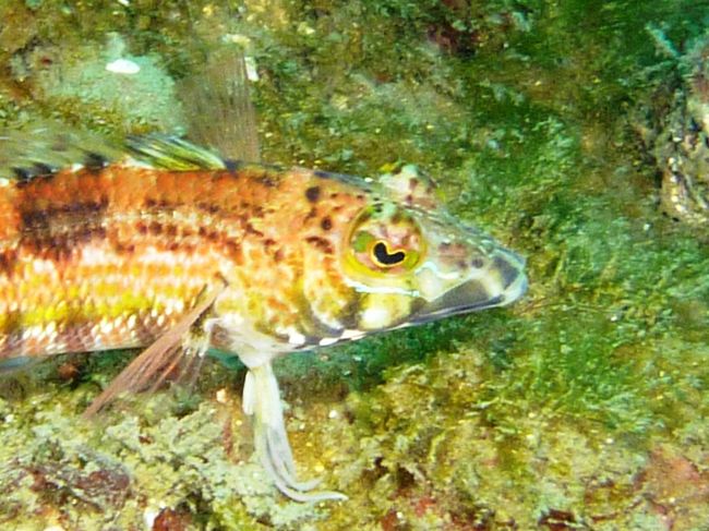 目がハートの魚。コウライトラギスでしょうか。<br /><br />