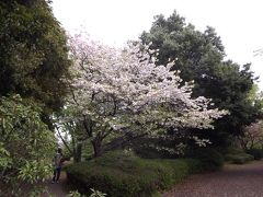 桜咲く、東京の公園・昭和記念公園
