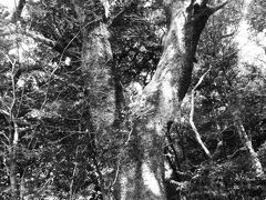 長崎からの帰途～大宰府へ寄り道編～