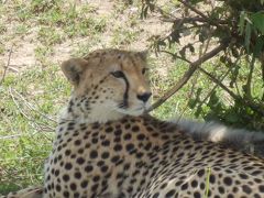 ケニア　動物探訪　～マサイマラ～