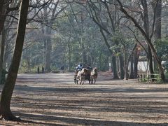 糺の森を馬車が進む