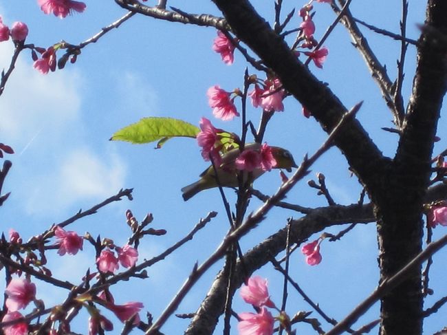 オキナワマリオットリゾート＆スパで過ごす沖縄2泊3日の後編です。<br /><br />桜祭りはこれからですが、名護でわずかに咲いている桜を見ることができました。<br /><br />さすが沖縄、1月でも充分暖かかったです。
