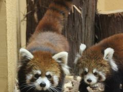 新春・東海道新幹線に乗って静岡市立日本平動物園へレッサーパンダ詣2014（２）Red Panda特集：甘えん坊ミホちゃん初めまして！＆シーちゃんママとタクくんパパ