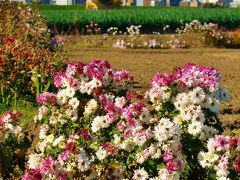 新京成Walk3/3 　矢切・野菊のこみち⇒松戸神社・・ゴール ☆江戸川堤に沿って