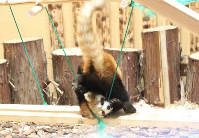 新しくできたレッサーパンダ飼育棟にいたのは、シーちゃんとミホちゃんに代わって、アーニャちゃんとアーヤちゃんの姉妹でした。<br />アーヤちゃんとアーニャちゃんは、人間で言うなら80才くらいのおばあちゃんですが、超・可愛い美パンダ双子姉妹です。<br />朝からお休み中だったのはがっかりしたけれど、昼近くになったら２匹とも起き出してして、元気よく歩き回っていました。<br />毛色が黒っぽいアーヤちゃんにの方がシャッターチャンスがバッチリでしたが、アーニャちゃんも、特に11時20分頃にりんごをもらえたときは、もぐもぐする可愛い顔を撮らせてくれました。<br />そして、昼頃から外の放飼場への扉が開いて、姉妹ともせっせと外を歩き回っていました。<br />アーヤちゃんは木を伝って東屋の屋根の上に上って、下りられなくなり（苦笑）、見かねた飼育員さんがはしごを置いてあげました。<br />屋根の上に上ることを想定していなかったそうです。アーヤちゃん、意外とおてんば@<br />個体紹介には、アーヤちゃんはこわがりで慎重派とあったのに、ひょっとしてこの姉妹はごっちゃに把握してるかしら。<br /><br />レッサーパンダ滑り台がある屋内の運動場には、午前中、シーちゃんママとミホちゃんがいましたが、午後になって外にいたシュウシュウくんが中に入り、バックヤードからスミレちゃんが出て来ました。<br />２匹は今シーズンお見合い初日だそうです。<br /><br />スミレちゃんは、シュウシュウくんをバッチリ意識して、はじめのうちはずっと目で追っていました。<br />シュウシュウくんは、うっかりスミレちゃんの近くに寄っても、手出しをせず、しらんぷりでしたが、それは飼育員さんいわく、スミレちゃんが警戒していることが分かっているので、スミレちゃんになんにもしないことによって、自分が無害であることをアピールしているそうです。<br />シュウシュウくんは優しい良い子なのです。<br /><br />なにしろスミレちゃんは、去年タクくんとお見合いをしていたとき、タクくんに何度も何度もモートに突き落とされて、怖がって震えていたそうです。<br />もぉぅ、タクくんってば！<br /><br />スミレちゃんはシュウシュウくんと同じ空間に入ったとき、最初にシュウシュウくんのにおいをかいで、去年優しくしてくれたシュウシュウくんであることを確認していました。<br /><br />スミレちゃんは動作がおっとりしていて、とても写真が撮りやすかったです。<br />それに対して、シュウシュウくんは全然立ち止まってくれなくて、なかなか写真が撮れませんでした。<br /><br />でも、そんなスミレちゃんでも、時々スイッチが入ったように暴れました@<br />何度もずり落ちたブランコの上ででんぐり返りをしたり。<br />途中でスミレちゃんだけが、午前中にシュウシュウくんがいた屋外に出て、初日のお見合いは短い時間で終わりましたが、スミレちゃんは外でも元気いっぱいでした。<br />シュウシュウくんは上らなかった木の上に何度もするする上り下りしていました。<br /><br />飼育員さんいわく、スミレちゃんは１番神経質で、なかなかなついてくれなかったそうです。<br />でも今日はなんとか、飼育員さんの手ずから、りんごを受け取っていました。<br /><br />去年2013年の新春に続き、２度目の日本平動物園のレッサーパンダ詣。<br />ミウちゃんがお嫁に行ってしまった代わりに、タクくんとシーちゃんの間にミホちゃんが生まれて、日本平動物園のレッサーパンダは去年と変わらず総勢７匹！<br />りんごのおやつタイムのときに飼育員さんに話を聞けたおかげもあり、去年より各パンダの性格の違いや特徴が把握できて、さらに親近感がわきました。<br /><br />＜新春・レッサーパンダ詣〜日本平動物園編の旅行記のシリーズ構成＞<br />□（１）有楽町火災であきらめた元旦３日の仕切り直し〜車窓から富士山は見えず<br />□（２）Red Panda特集：甘えん坊ミホちゃん初めまして！＆シーちゃんママとタクくんパパ<br />□（３）Red Panda特集：滑り台レッサーパンダ・シーちゃん、す〜いすい！<br />■（４）Red Panda特集：美レッサー双子のアーヤちゃん・アーニャちゃん＆今シーズンお見合い初日のシュウシュウくんとスミレちゃん<br />□（５）猛獣館299の凛々しくも可愛い猛獣たちほか<br /><br />静岡市立 日本平動物園の公式サイト<br />http://www.nhdzoo.jp/<br /><br />＜タイムメモ＞<br />05:05頃　家を出る<br />06:34　品川駅到着<br />07:10　品川駅発ひかり461号に乗車<br />08:06　静岡駅着<br />08:22　静岡駅発 JR 東海道本線 興津行きに乗車<br />08:25　東静岡駅到着<br />09:00　東静岡駅南口発しずてつジャストライン・バスに乗車<br />09:15　日本平動物園入園<br />09:20〜12:10　レッサーパンダ<br />12:10〜12:50　ビジターセンターで休憩<br />12:50〜13:10　レッサーパンダ<br />13:10〜13:20　正門ゲート前広場で休憩<br />13:20〜14:50　レッサーパンダ（午後からスミレちゃん登場）<br />14:55〜16:05　猛獣館299＋ゾウとキリン<br />16:05〜16:30　その他の動物＋買物<br />16:42発のバス（10分ほど遅れ）で東静岡駅に向かう<br />18:37発ひかり476号の指定席を17:48発こだま668号に変更<br />19:09　品川駅着<br /><br />※これまでの動物旅行記の目次を作成中。 「動物／動物園と水族館の旅行記〜レッサーパンダ大好き〜　目次」<br />http://4travel.jp/travelogue/10744070<br /><br />初・日本平動物園のレッサーパンダ特集の旅行記はこちら。<br />2013年１月３日<br />「新春・東海道新幹線に乗って静岡市立日本平動物園へレッサーパンダ詣（2）レッサーパンダが近い近い！　総勢７匹全員に会えた行幸」<br />http://4travel.jp/traveler/traveler-mami/album/10738758<br />