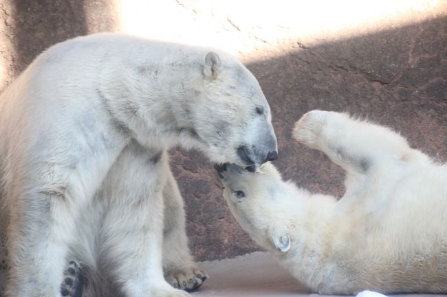 日本平動物園は、規模からいうと中規模の動物園でしょう。<br />去年2013年に初めて訪れたときにレッサーパンダ飼育棟やオランウータン館・草食獣舎あたりは工事中でしたが、2013年４月にすべて工事は終わり、リニューアルオープンしました。<br />だけど、園内マップを見てみたら、うーん、今回も、工事中のエリアがあろうとなかろうと、３分の１しか見て回れませんでした（苦笑）。<br /><br />それはレッサーパンダの前から離れがたかったからでした。<br />一時は、一日中レッサーパンダのところで過ごしてもいいか、と思ってしまったくらい@<br />レッサーパンダたちが去年のように昼寝をしてしまったら、あきらめてさっさと他を回ったでしょうけど、時々寝ていたのは、それなりの年齢のアーヤちゃん・アーニャちゃん・シュウシュウくんだけで、他の子たちはほとんど起きて活動して、可愛い姿を見せてくれたので、いつ、レッサーパンダ舎を立ち去ろうか、ジレンマでした。<br /><br />でも、日本平動物園では「猛獣館299」の動物たちも楽しみにしていたことを思い出して、なんとか閉園前に１時間半ほど、他の動物たちを見て回ることができました。<br />回ってみれば、レッサーパンダ以外の動物たちにも魅了されます。<br /><br />猛獣館299では、まず、水筒を行き来するゴマフアザラシの姿に癒され、笑えました。<br />特に、上に上るときの、ぬぼ〜っとした姿は、絶品です！<br />写真はどうしてもピントが合わなかったのですが、雰囲気は感じ取れると思います。<br />こういうときこそ連写機能を試せばよかったと、あとでしまったと思いました。<br /><br />ホッキョクグマは、バニラちゃんに赤ちゃんができていなかったのは残念ですが、ロッシーくんとラブラブな姿が見られました。<br /><br />アムールトラとピューマは屋内の狭いガラス張りの展示室にいましたが、撮影チャンスはちゃんとありました。<br />ライオンたちは代わる代わるガラスのすぐそばまで来てくれて迫力がありましたし、黒ジャガーのアラシくんの、馬肉と鶏頭の夕ご飯タイムも見学できました。<br />馬肉も鶏頭もすっかり食用の肉の塊のようになっていたので、グロくはなかったです。<br /><br />これだけの猛獣、特にネコ科の猛獣が一堂に見られたことも、東海道新幹線で静岡の日本平動物園までやって来た甲斐があったとますます言えるというものです。<br /><br />ちなみに、日本平動物園には、マンドリルやブラッザグェノン、タマリンなどめずらしい中型小型サルもいろいろいるのですが、柵が緻密で分厚い檻の中にいるので、今回はその姿を見るだけにとどめ、時間がなかったのではじめから撮影はあきらめました。<br /><br />＜新春・レッサーパンダ詣〜日本平動物園編の旅行記のシリーズ構成＞<br />□（１）有楽町火災であきらめた元旦３日の仕切り直し〜車窓から富士山は見えず<br />□（２）Red Panda特集：甘えん坊ミホちゃん初めまして！＆シーちゃんママとタクくんパパ<br />□（３）Red Panda特集：滑り台レッサーパンダ・シーちゃん、す〜いすい！<br />□（４）Red Panda特集：美レッサー双子のアーヤちゃん・アーニャちゃん＆今シーズンお見合い初日のシュウシュウくんとスミレちゃん<br />■（５）猛獣館299の凛々しくも可愛い猛獣たちほか<br /><br />静岡市立 日本平動物園の公式サイト<br />http://www.nhdzoo.jp/<br /><br />＜タイムメモ＞<br />05:05頃　家を出る<br />06:34　品川駅到着<br />07:10　品川駅発ひかり461号に乗車<br />08:06　静岡駅着<br />08:22　静岡駅発 JR 東海道本線 興津行きに乗車<br />08:25　東静岡駅到着<br />09:00　東静岡駅南口発しずてつジャストライン・バスに乗車<br />09:15　日本平動物園入園<br />09:20〜12:10　レッサーパンダ<br />12:10〜12:50　ビジターセンターで休憩<br />12:50〜13:10　レッサーパンダ<br />13:10〜13:20　正門ゲート前広場で休憩<br />13:20〜14:50　レッサーパンダ（午後からスミレちゃん登場）<br />14:55〜16:05　猛獣館299＋ゾウとキリン<br />16:05〜16:30　その他の動物＋買物<br />16:42発のバス（10分ほど遅れ）で東静岡駅に向かう<br />18:37発ひかり476号の指定席を17:48発こだま668号に変更<br />19:09　品川駅着<br /><br />※これまでの動物旅行記の目次を作成中。 「動物／動物園と水族館の旅行記〜レッサーパンダ大好き〜　目次」<br />http://4travel.jp/travelogue/10744070<br /><br />初・日本平動物園のレッサーパンダ以外の動物たちの写真を集めた旅行記はこちら。<br />2013年１月３日<br />「新春・東海道新幹線に乗って静岡市立日本平動物園へレッサーパンダ詣（3）ホッキョクグマの迫力とジャガーの美しさにほれぼれ！〜さまざまな動物たち（前編）」<br />http://4travel.jp/travelogue/10738761<br />「新春・東海道新幹線に乗って静岡市立日本平動物園へレッサーパンダ詣（4）ふれあい動物園にヘビがいるのは今年の干支にふれあうため？〜さまざまな動物たち（後編）」<br />http://4travel.jp/travelogue/10738762<br /><br />