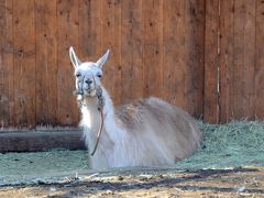 秩父　宝登山　ロウバイと動物公園