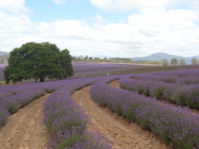 ハネムーンで年末年始10日間、タスマニア1周の旅。<br />⑯はRoss、Bridestowe Lavender Farmについて。<br /><br />在住しているシンガポールにはない<br />・満天の星空<br />・採れたて新鮮な食べ物<br />・日本やシンガポールでめったに見られない野生動物<br />・豊かな自然<br />・海も山も満喫できるハイキング/トレッキング<br />・長距離ドライブ<br /><br />を思いっきり堪能したい！<br />すべてを叶えてくれたタスマニア。<br /><br />世界一きれいな空気、水、<br />そしてのどかで安全、どこ行っても心温かな人々、何を食べても美味しい。<br />言うことなし◎<br /><br />アウトドア派なカップルにオススメのハネムーン先です。