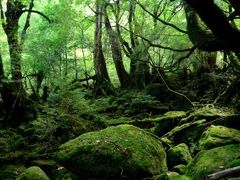 屋久島旅行【1】　１日目　白谷雲水峡