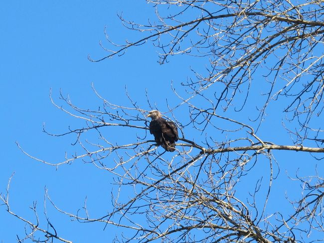 ハクトウワシ（白頭鷲）の越冬地であるブラッケンデール・イーグル州立公園に行ってきました。<br /><br />ブラッケンデール・イーグル州立公園は、その名の通りイーグル（ハクトウワシ, Bald Eagle）を保護するための公園です。スコーミッシュにあり、バンクーバーから北に1時間のドライブです。日本晴れのなか、“海から空へのハイウェイ（Sea to Sky Highway）”と呼ばれる高速道路からの景色を満喫しました。<br /><br />ブラッケンデール・イーグル州立公園にはハクトウワシが集まっていました。しかし、ほとんどのワシは川をはさんだ対岸にいて、とても小さくしか見えません。望遠レンズを装着できる一眼レフを買おうと決心した次第です。<br /><br />■ スコーミッシュ 訪問歴 ■<br />１回目） シャノン滝, ブリタニア鉱山博物館<br />http://4travel.jp/travelogue/10830686<br />２回目） ハクトウワシ越冬地（ブラッケンデール・イーグル州立公園）<br />http://4travel.jp/travelogue/10850462<br />３回目） シー・トゥー・スカイ・ゴンドラ<br />http://4travel.jp/travelogue/10925696