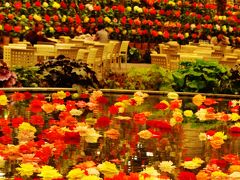 なばなの里a 《ベゴニア ガーデン》日本一の美!　☆9,000㎡の大温室、花ざかり