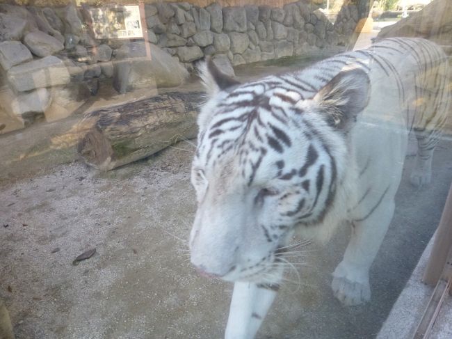 ラオス・ベトナムの旅の後、時間に余裕があったので、2013年4月に生まれたホワイトタイガーの赤ちゃんを見に東武動物公園へ行ってきました。<br />