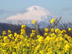 吾妻山公園 菜の花と富士山