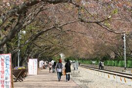 2013春、韓国旅行記26(13/19)：4月9日(11)：鎮海、慶和駅の染井吉野、余佐川の染井吉野、花筏、菜の花