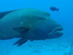 へなちょこダイバー、2回目のパラオ！