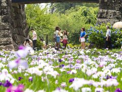 小田原/真鶴/湯河原ぐるり旅【1】～歴史を感じる公園でアジサイ・菖蒲の花の競演～日本100名城【7】小田原城址公園　あじさい・菖蒲まつり2013【前編】