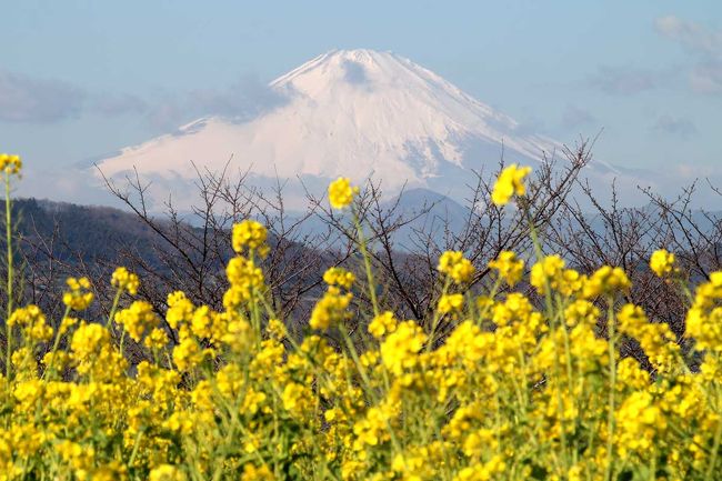 吾妻山公園は相模湾と富士山を見渡せる、年末から早咲きの菜の花が見頃を迎え、二月の中旬まで来訪者を楽しませてくれます。 菜の花畑は標高１３６メートルの吾妻山公園の山頂に広がり、鮮やかな黄色の約３万本が潮風に吹かれ・・・富士山も綺麗にみえます。