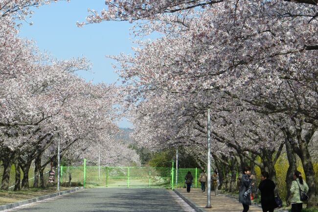 2013春、韓国旅行記26(7/19)：4月9日(5)：慶州、仏国寺、ハクモクレン、普門湖、染井吉野、散歩のワンちゃん