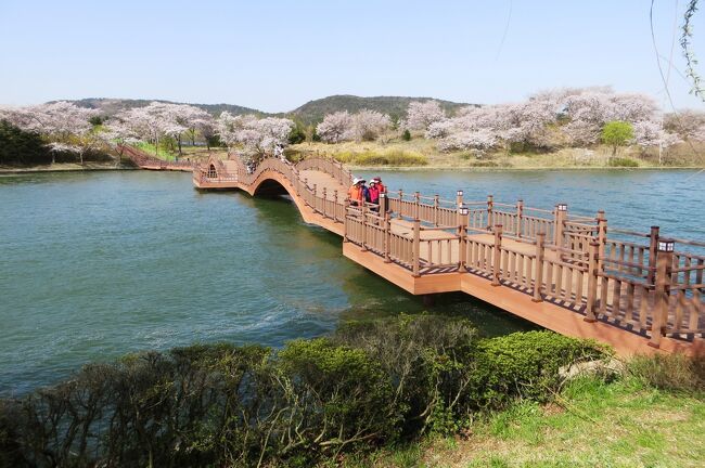 慶州の桜の名所の一つ、普門湖湖畔の桜並木の紹介です。新しく出来た観光用の橋がビュー・ポイントになっていました。一帯は慶州普門観光団地として整備されています。