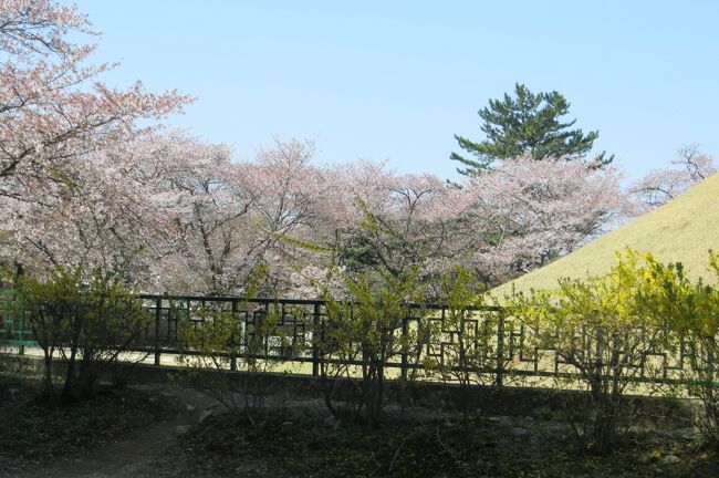 2013春、韓国旅行記26(9/19)：4月9日(7)：慶州、古墳公園、天馬塚、山茱萸と連翹の花、欅と楓の新緑