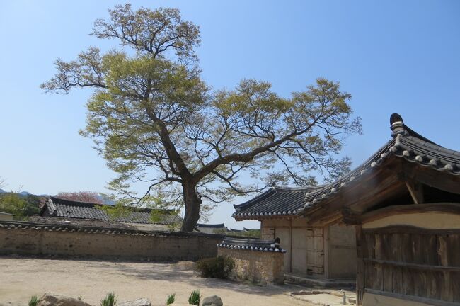 2013春、韓国旅行記26(11/19)：4月9日(9)：慶州、校洞村、崔氏古宅、東京犬、レンガ造りの煙突、庭の甕