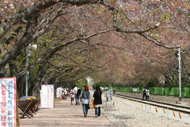 　慶州の桜が散り始めていましたので、それより南部の鎮海地区の興和駅、余佐川の桜は、ほとんど終わりを迎えていました。それでも、満開の時を偲ばせる僅かな花が残っていました。