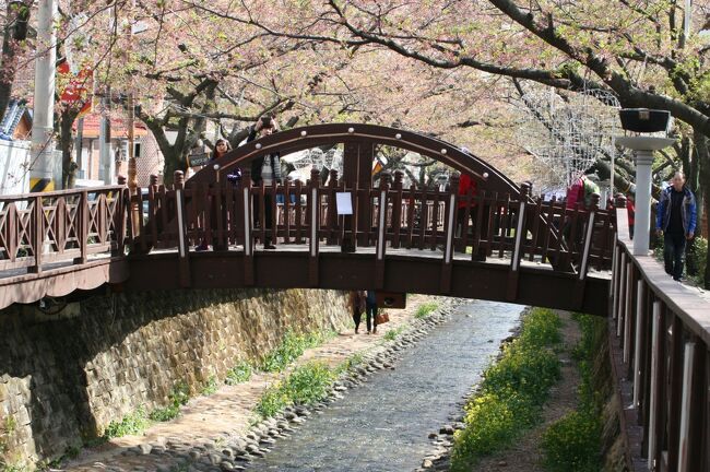 2013春、韓国旅行記26(14/19)：4月9日(12)：鎮海、余佐川の染井吉野、川沿いの屋台、河川敷の菜の花