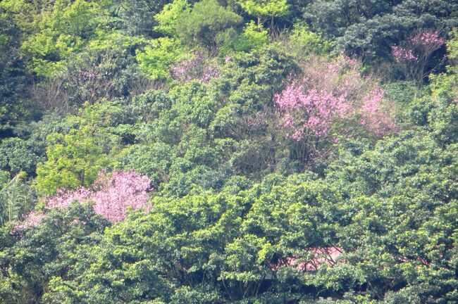 　台湾北東部の観光名所、九分見学の続きです。台湾では初めて228事件を取り上げた作品、『非情城市』のロケ地として有名です。日本でも宮崎駿監督の『千と千尋の神隠し』の構想が練られた場所として人気の観光スポットになりました。3回目の見学です。