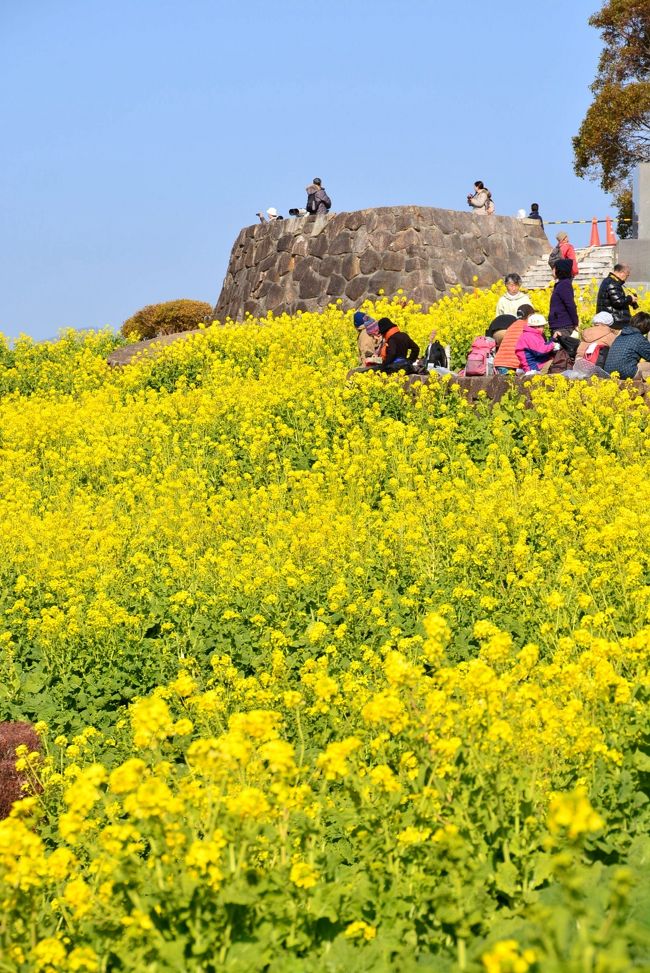 1月も半ばを過ぎ、神奈川県二宮町の”菜の花”が咲き始めてるとのこと、昨年より10日早く行ってきました。<br />昨年、世界遺産登録された「富士山」は残念ながら見えませんでしたが、青い空、静かな海、そして黄色のじゅうたんをウォッチングしてきました。