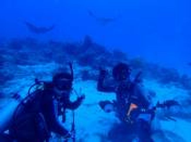 サイパン初潜りです。念願のグロットとマダラトビエイが見られて大満足です。私的にはパラオの次に好きかも♪<br />私の好きなウミガメも見られたし、小さいですがナポレオンも見れました。<br />最終日にマニャガハ島でスノーケルすると、カスミアジやナポレオンygもダイビングより近くで見れるやん!!<br />魚の名前を知ってると、スノーケルの楽しみも全然違いますね。<br />食事は、ガラパンにある日本人経営の波食堂が一番おいしい♪最後の晩餐にふさわしかったです。