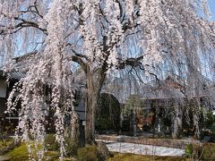 2013年京都の桜(1)