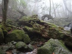 2014年　真冬でも緑あふれる屋久島へ