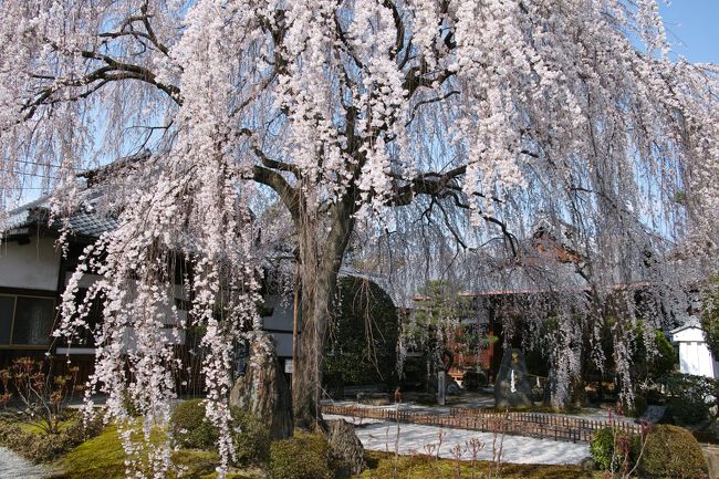 京都の中でも比較的桜の開花が早い場所を巡った時の旅行記です。