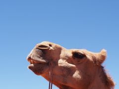 初の海外で年越！　３日目　エアーズロック最終日！