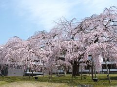 2013年京都の桜(2)