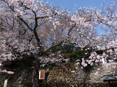 2013年滋賀の桜