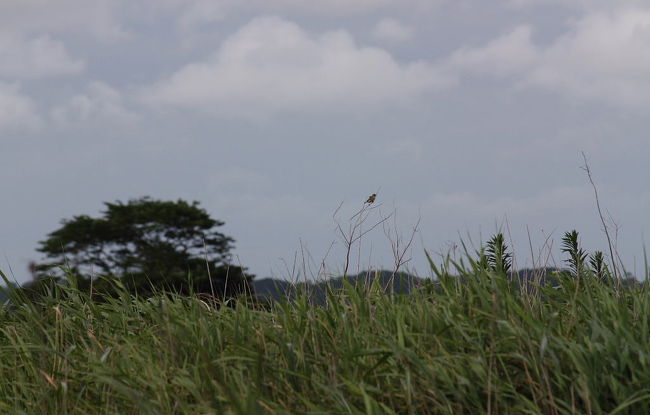 稲敷市浮島で、バードウォッチングを楽しみました。<br /><br />表紙写真は、浮島の「妙岐の鼻」草原風景です。<br /><br />※ 2017.02.27 位置情報登録<br />