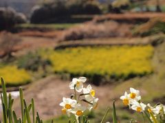 をくづれ水仙郷から鋸山ロープウェー・ちょっとだけ日本寺