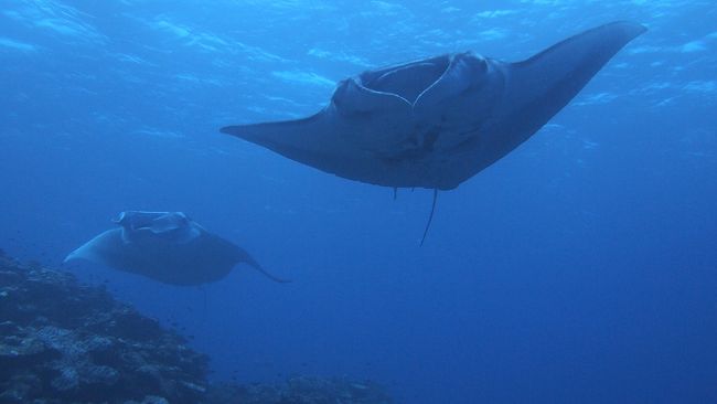 両親、長女夫婦、姉と私　の３ペア１組の石垣島旅行です。<br />AM10時半ごろ石垣空港へ到着、姉私チームは到着日ダイビング（昼から2DIVE）を申し込んでいたのでショップの方が空港へ迎えに。両親姉夫婦は、レンタカーを申し込んでいたのでそのままレンタカーやさんのもとへ。<br /><br />両親＆姉夫婦はチェックイン後レンタカーで商店街へ。石垣島では、公設市場や商店街のほうにお店が固まっています。あとは、離島へいく港の周辺ものお店がありますが、いわゆるお土産やさんは、商店街のほうが多いと思います。<br />ダイビング終了後、夕食をみんなでANAインターコンチネンタルホテルの中華へ。（鉄板焼きは予約でいっぱいで入れずでした。）翌日に予約をとりました！<br /><br />2日目、姉私は、朝からダイビングです。（先日と同じくジーフリーダイビングショップさんにお世話になりました。ここ、とてもいいです。着替えのシャワールームとかきれいですし、ショップから港までも近かったし、スタッフさんも最高でした）<br />両親姉夫婦は、レンタカーで川平湾のグラスボートや、島内観光をしたそうです。夜はANAインターコンチネンタルホテルの鉄板焼きです。お値段しますが、おいしい！<br /><br />３日目は、離島観光です。前日に予約しておきました！３島（西表島→由布島→竹富島）めぐりです。西表→由布島で水牛は必須ですが、竹富島でも水牛ｏｒグラスボート選択できます。水牛を選んだので３回も水牛にお世話に。<br />楽しかったですよ〜！離島ツアーは、時間配分やガイドの説明がきちっとしているので何も考えなくていいですが、食事の場所や、限られたコースしか回れないなどの物足りなさもありますね。<br /><br />トレッキングやカヌーなどが好きな方は、西表島にもっと時間を費やして遊びたいと感じると思います。<br />私は、ダイビングだけなので、今度からは、石垣島だけでいいかな。。竹富島は２時間あれば観光終了です。由布島は食事しなければ１時間で観光終了です。由布島のマンタ浜と、温室でちょうちょうやブーゲンビリアのお世話をしてるおじさんは、とっても好印象です！お元気かな、あのおじさん。<br />夜は、ホテルの人に教えてもらったお店でご飯たべました〜！<br />てっぺん　というお店です。どてっぺん　というお店もあるとか！<br />安いしおいしかったですよ！